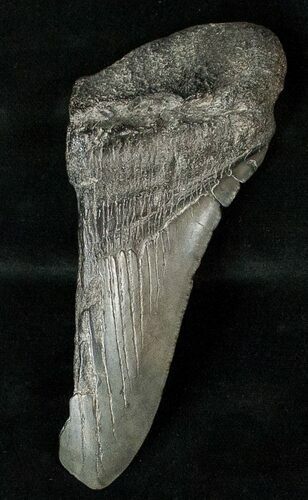 Half Of A Fossil Megalodon Tooth #17243